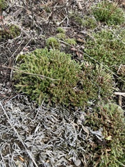 Selaginella rupestris