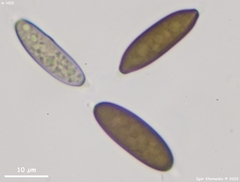 Rosellinia subsimilis