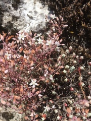 Sedum brevifolium