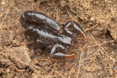 Bothriurus keyserlingi