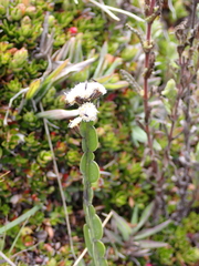 Baccharis genistelloides