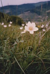 Anemonoides sylvestris