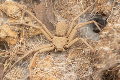 Sicarius thomisoides