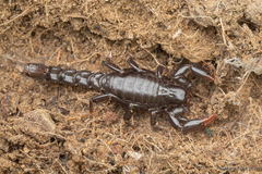 Bothriurus keyserlingi