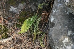 Polypodium hesperium