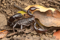 Bothriurus keyserlingi