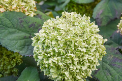 Hydrangea paniculata