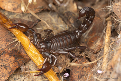 Bothriurus keyserlingi
