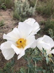 Argemone polyanthemos