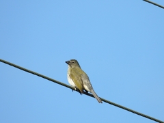 Saltator striatipectus