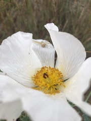 Argemone polyanthemos