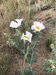 Argemone polyanthemos