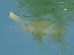 Trachemys hartwegi