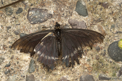 Battus polydamas psittacus