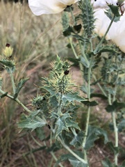 Argemone polyanthemos