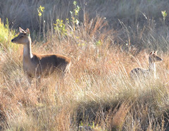 Rusa timorensis