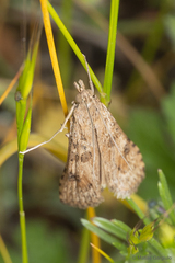 Nomophila distinctalis
