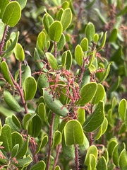 Arctostaphylos sensitiva