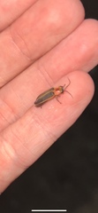 Photinus pyralis