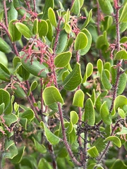 Arctostaphylos sensitiva