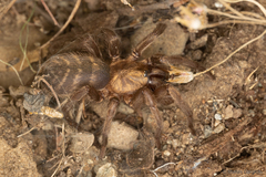 Acanthogonatus pissii