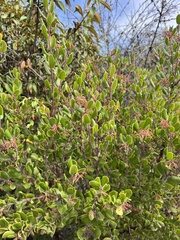 Arctostaphylos sensitiva