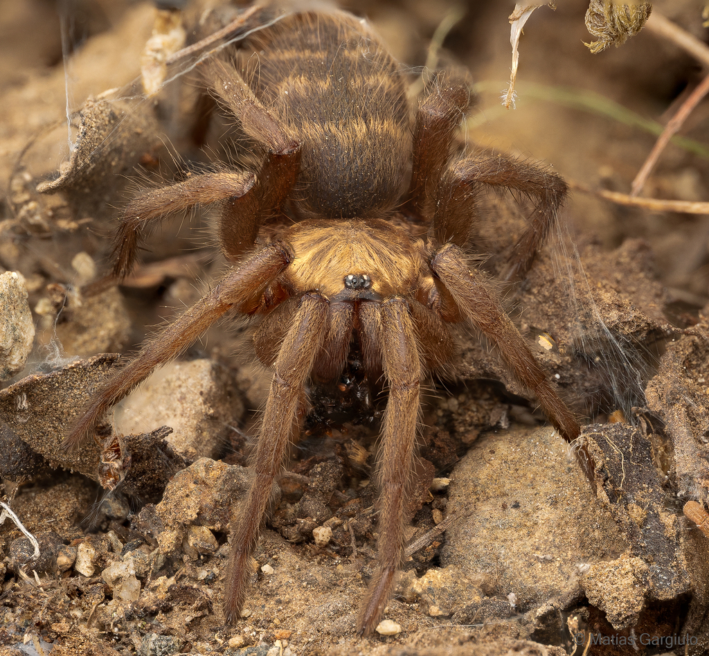 Open-holed Trapdoor Spiders