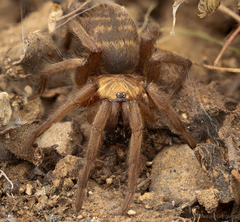 Acanthogonatus pissii