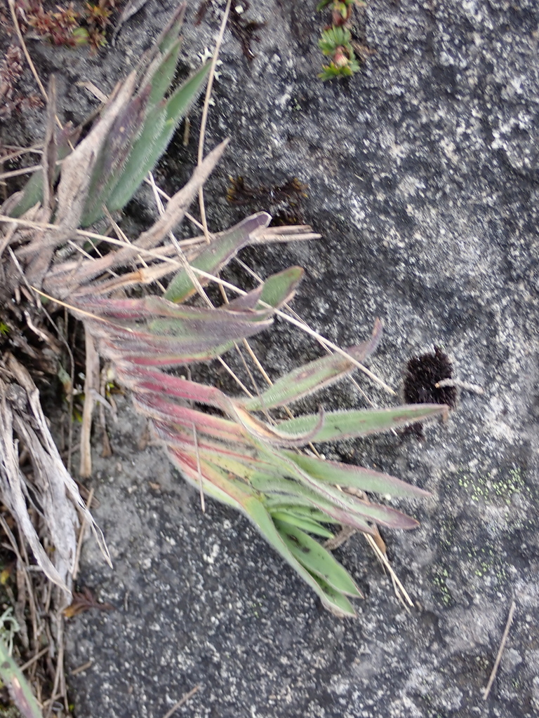 Paspalum bonplandianum