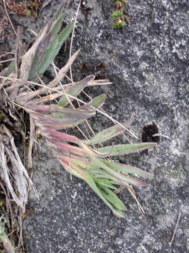 Paspalum bonplandianum