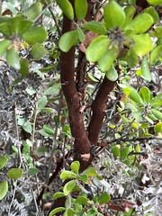 Arctostaphylos sensitiva