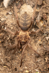 Acanthogonatus pissii