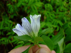Gentiana decora