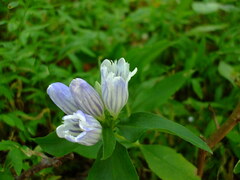 Gentiana decora