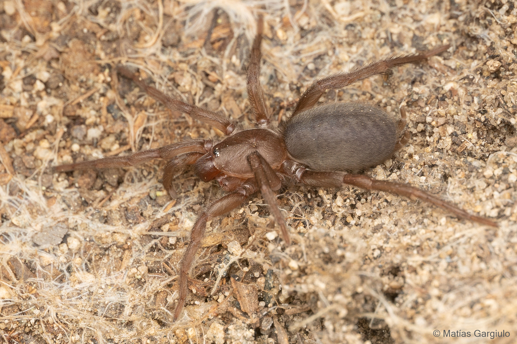 Acanthogonatus campanae