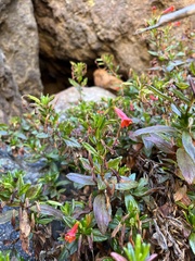 Diplacus parviflorus