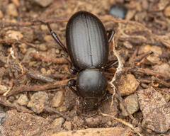 Nycterinus