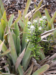 Diplostephium ericoides