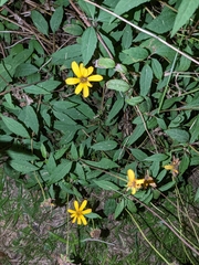 Coreopsis lanceolata