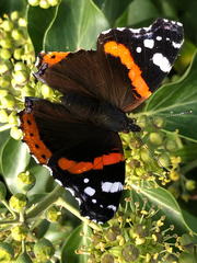 Vanessa atalanta