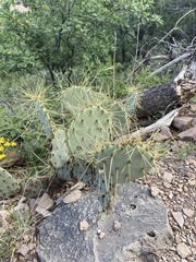 Opuntia chisosensis
