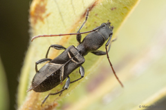 Tillomorpha lineoligera