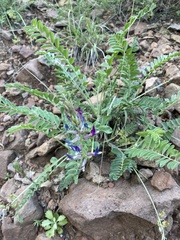 Astragalus mollissimus