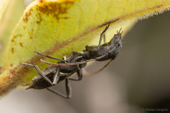 Tillomorpha lineoligera