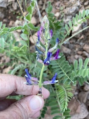 Astragalus mollissimus