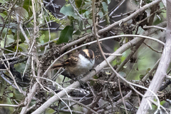 Aphrastura spinicauda