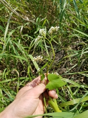 Fagopyrum esculentum