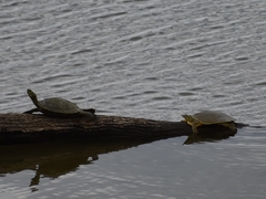 Apalone spinifera guadalupensis