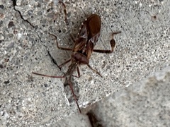 Leptoglossus occidentalis