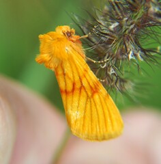 Eulithosia miaiphona
